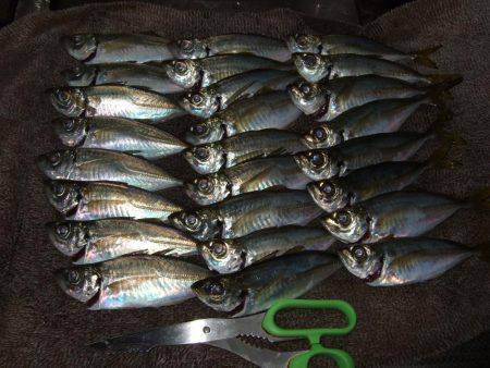 イワシ釣りなのかアジ釣りか