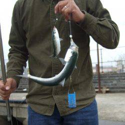 マイワシ　大漁！