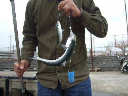 マイワシ　大漁！