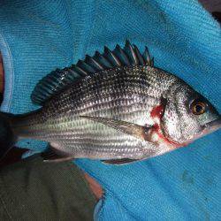 のんびりアジ釣り。いろいろ釣れました。