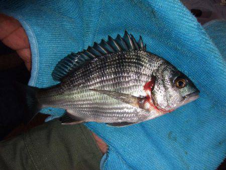 のんびりアジ釣り。いろいろ釣れました。