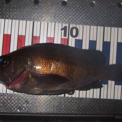 １投目からメバル！