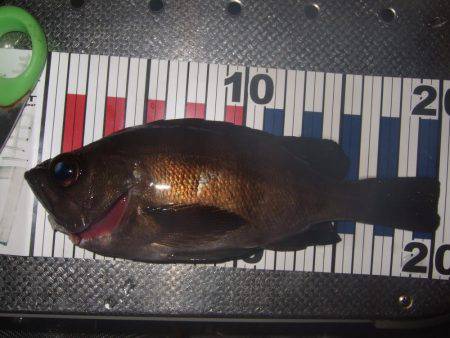 １投目からメバル！