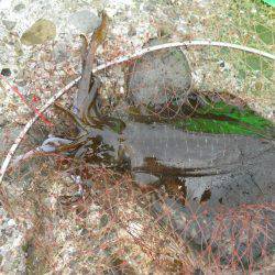 釣り日和、磯でアオリイカのヤエン釣り