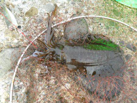 釣り日和、磯でアオリイカのヤエン釣り