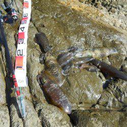 磯でアオリイカのヤエン釣り