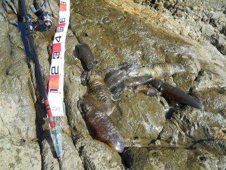 磯でアオリイカのヤエン釣り