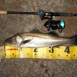 短時間でも好調のシーバス♪