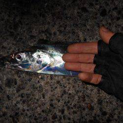 JHリグでタチウオ連発♪