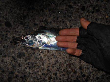 JHリグでタチウオ連発♪