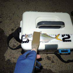 イワシに邪魔されながら