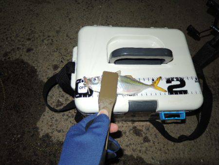 イワシに邪魔されながら