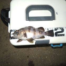 アジングで思わぬ外道