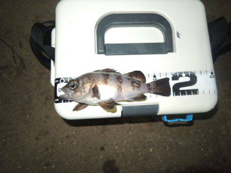 アジングで思わぬ外道