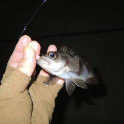 アタリはずれが大きくなってきました