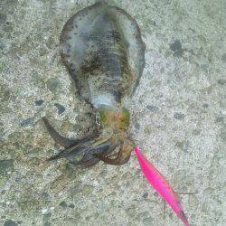 寒中エギング？