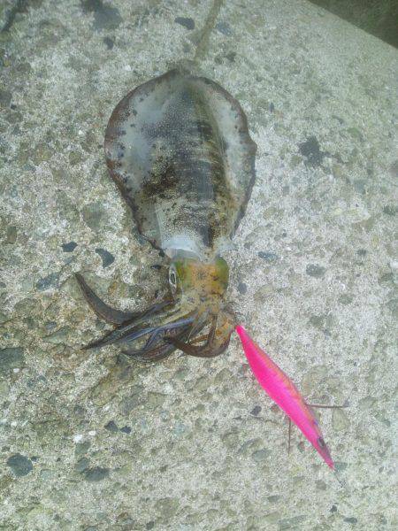 寒中エギング？