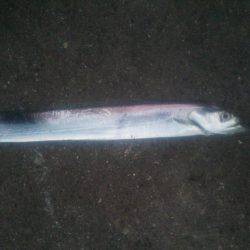 サゴシではなく太刀魚が！