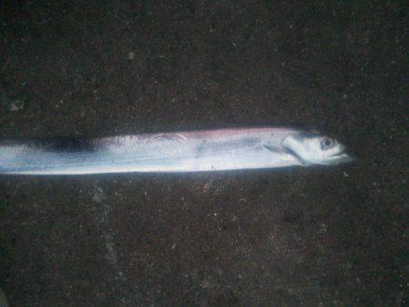 サゴシではなく太刀魚が！