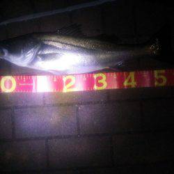 久し振りのシーバス