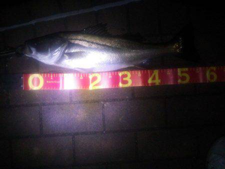 久し振りのシーバス