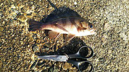 初エビ撒き釣り