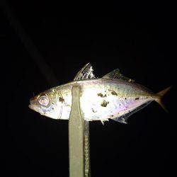 雨の中のアジング