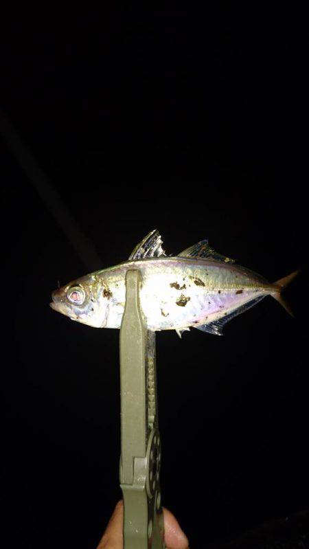 雨の中のアジング