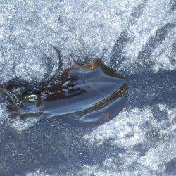 ヤエンで釣れました