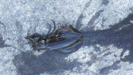 ヤエンで釣れました