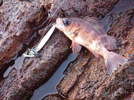 青物不発、グレ、アジ、メバルは高活性です。