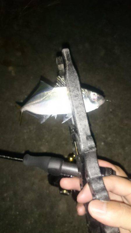 アジング釣行記