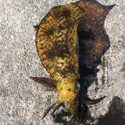 ボウズばかりの日々