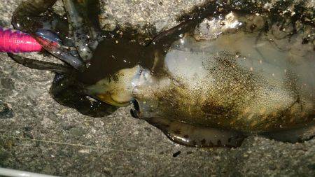 ボウズばかりの日々