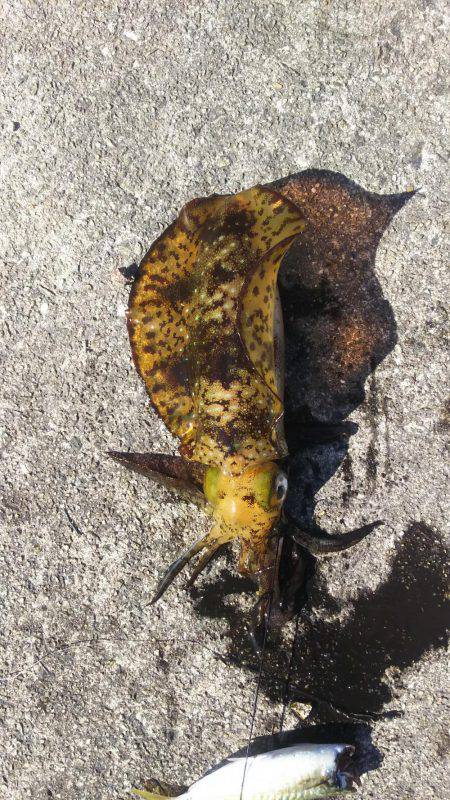 よく釣れました！