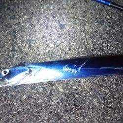 太刀魚サイズアップしてきました