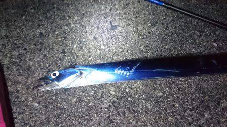 太刀魚サイズアップしてきました