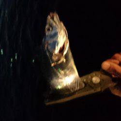 ワインドで太刀魚