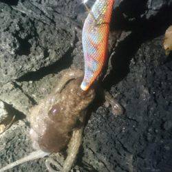 ナイトエギングでしたが…