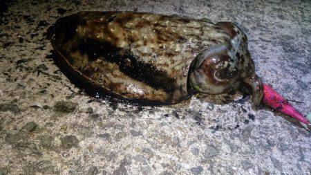 爆風で沈まない