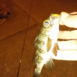 エギング時々アジング