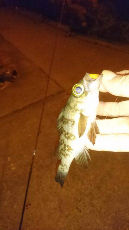 エギング時々アジング