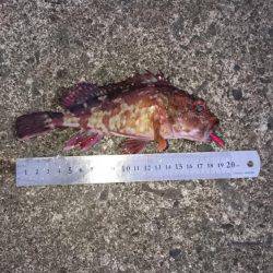 朝間づめ一時間勝負で。