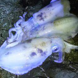 コイカばっかり