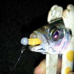 シビア？なアジング