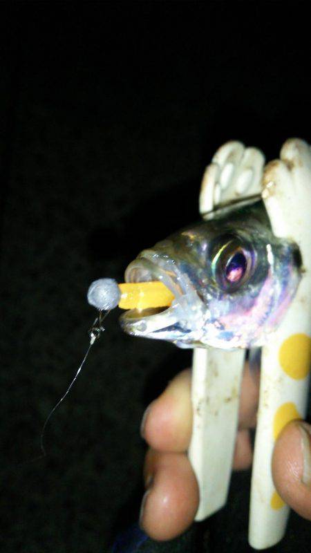 シビア？なアジング