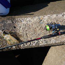 エギングパーティー