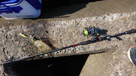 エギングパーティー