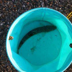 ライトショアジギング