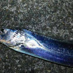 ルアーで太刀魚